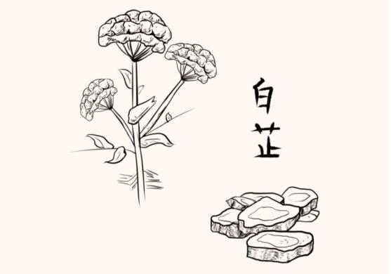 白 芷