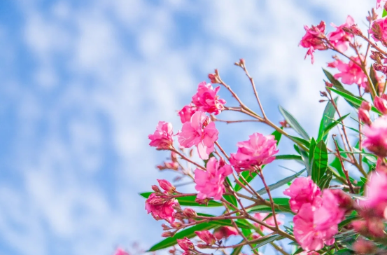 圖爲(wei)夾竹桃花(huā)朵